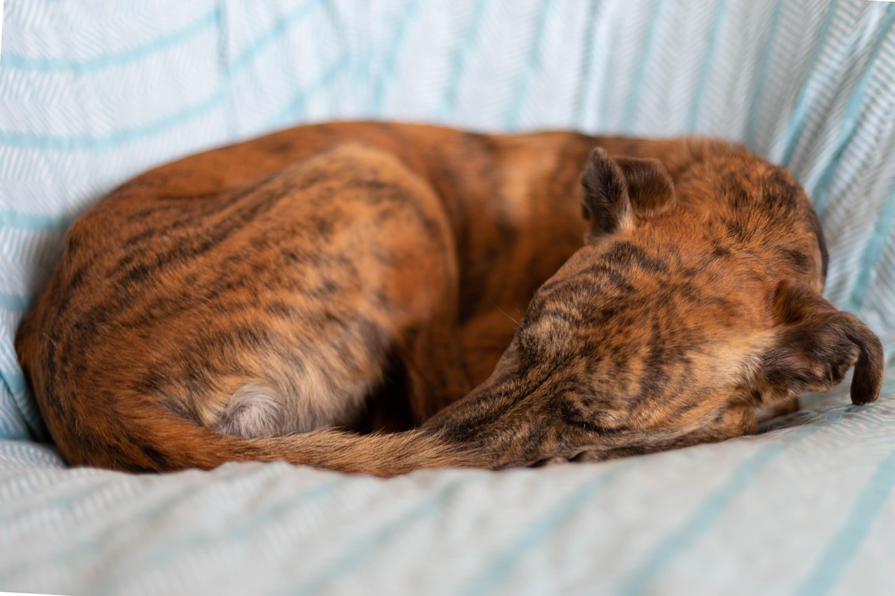 A brown brindle dog curled up asleep on a sofa