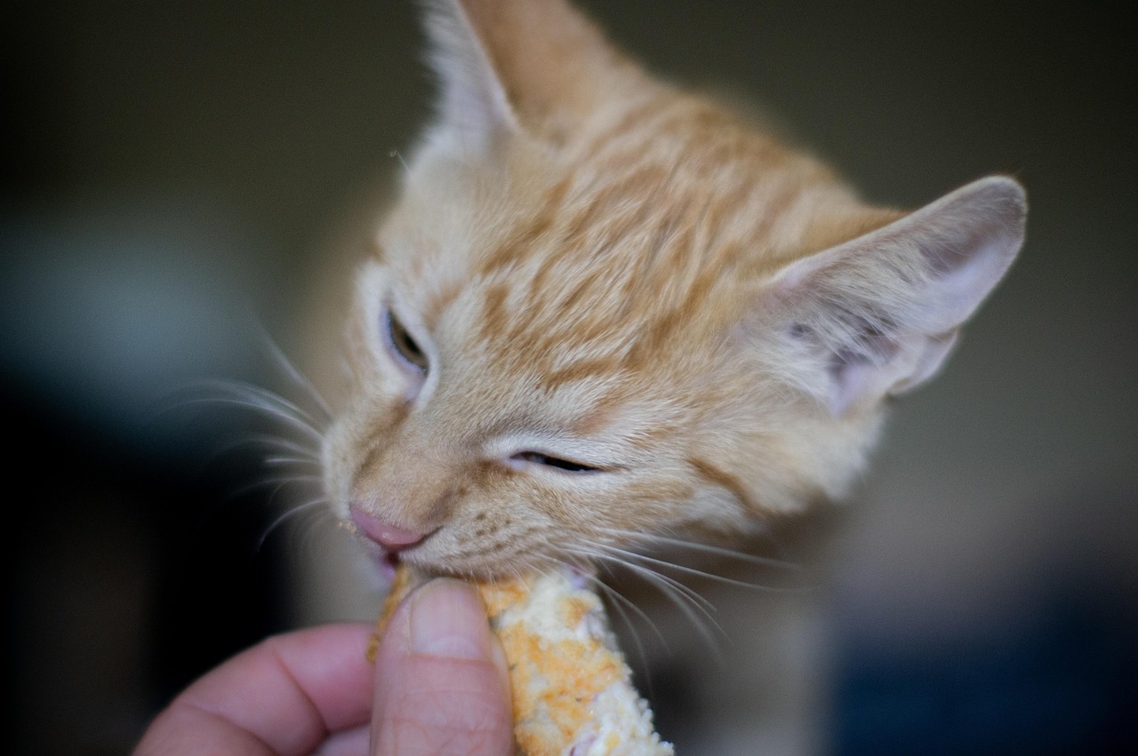 A ginger kitten eating a treat from a person's hand, close up