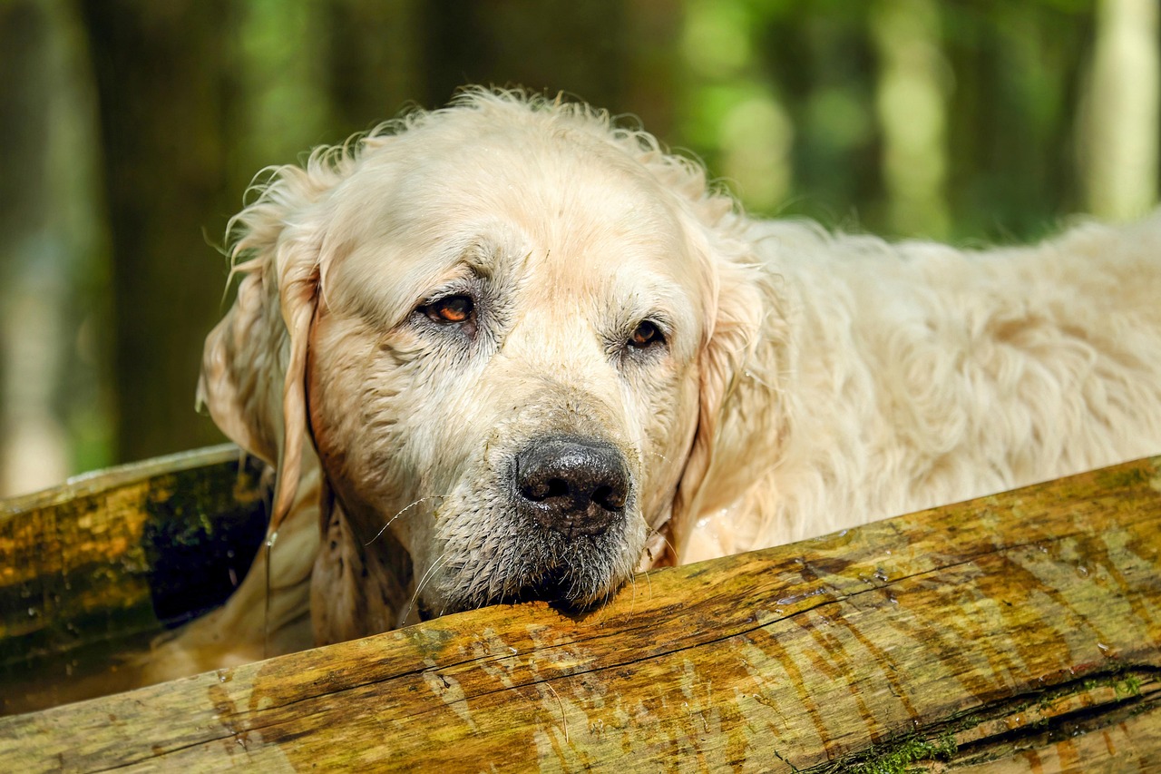 Best Dog Supplement Brands in Singapore (2026 Buyer's Guide)