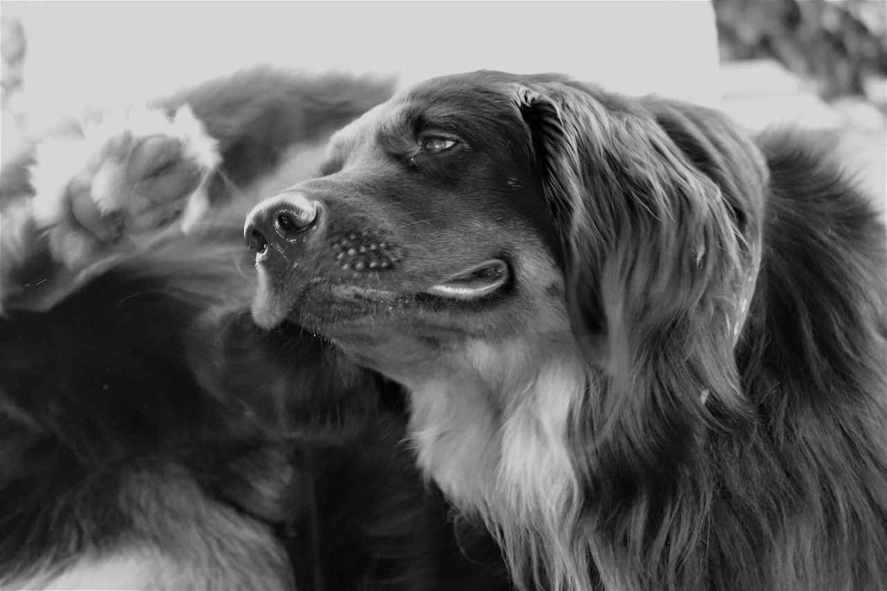 A Hovawart dog scratching an itch outdoors