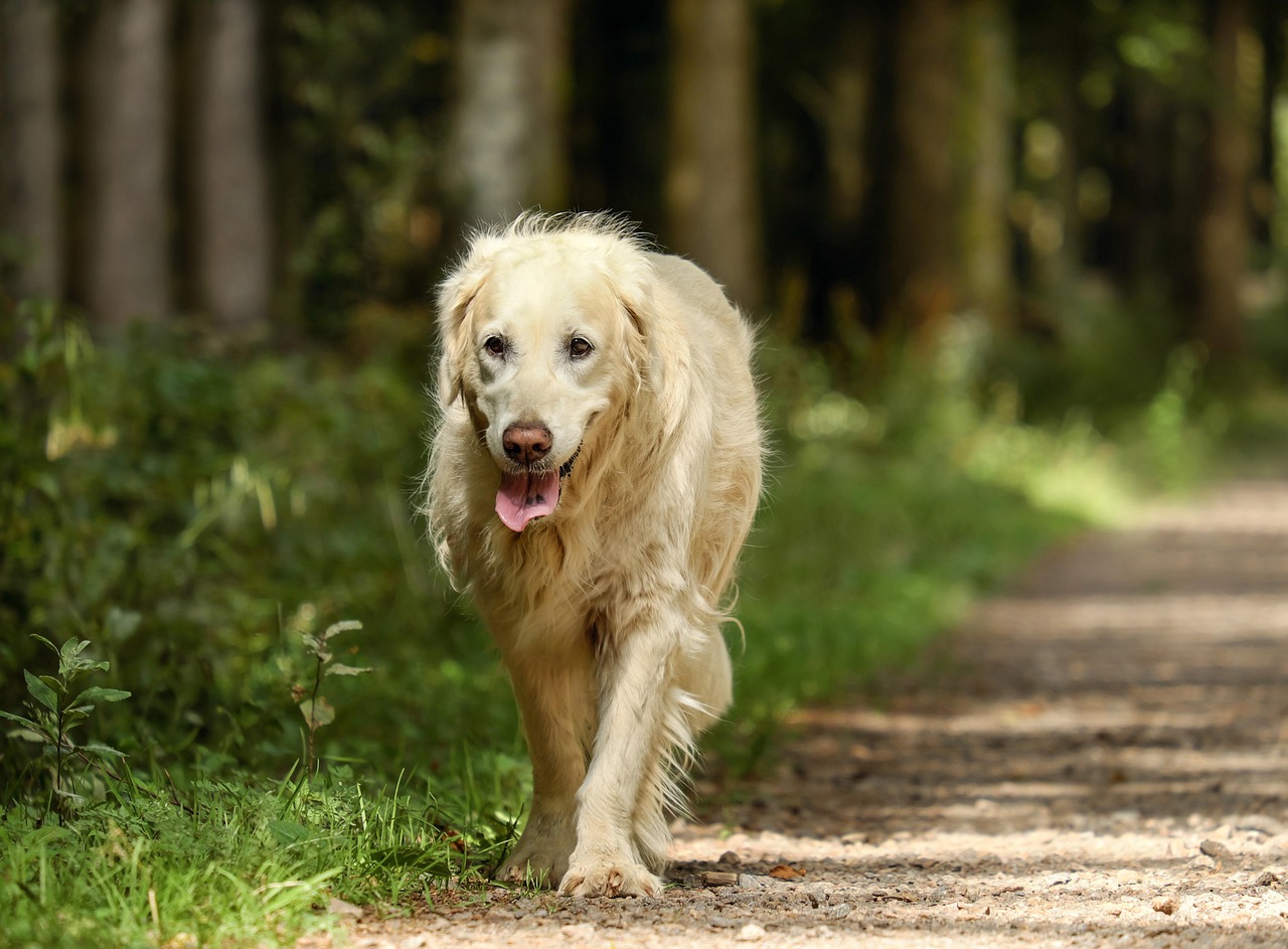 An older cream Golden Retriever walking towards the camera along a sunlit forest path, tongue out