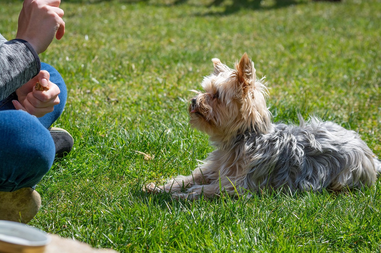 A Yorkshire terrier lying on grass, watching its owner hold a treat during a training session