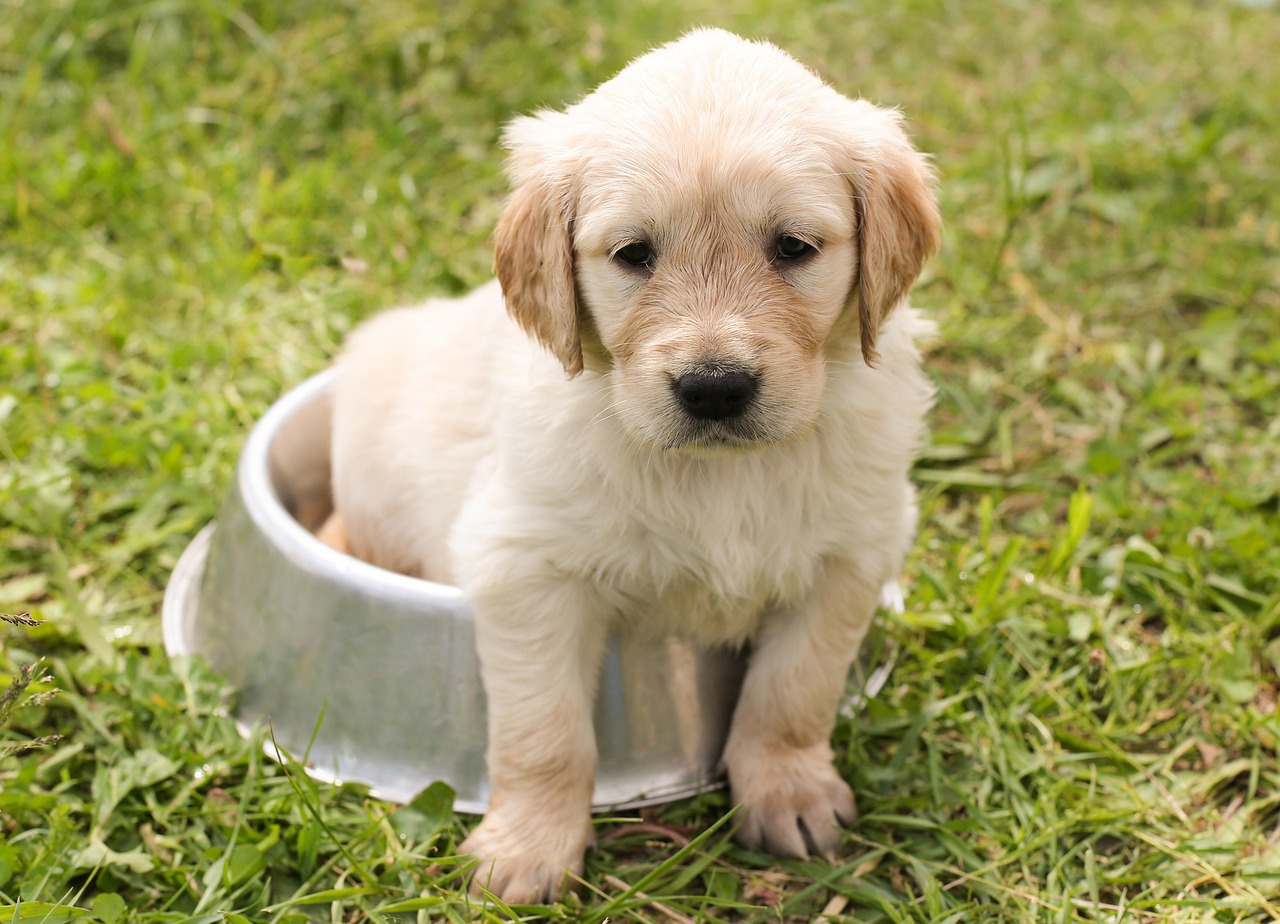 A golden retriever puppy sitting on grass in a meadow