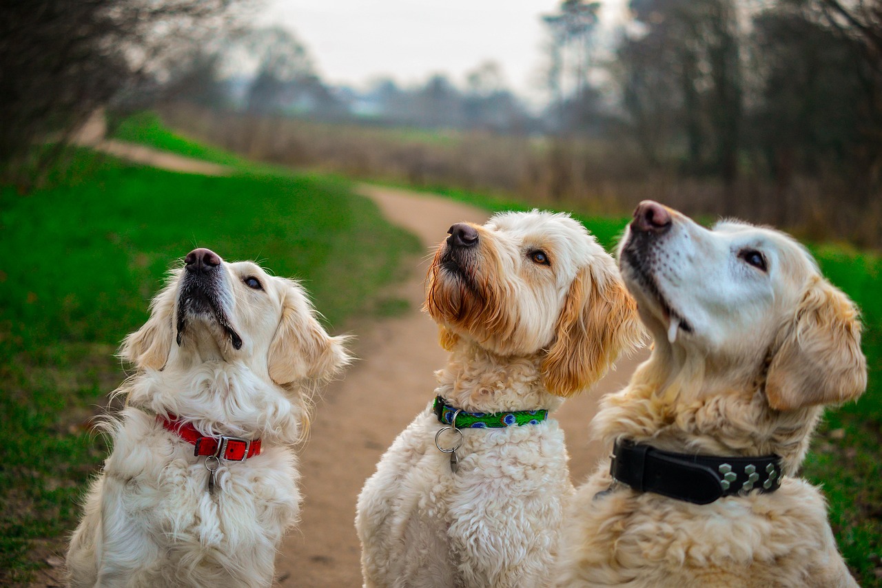 A golden-haired dog sitting and waiting for a treat