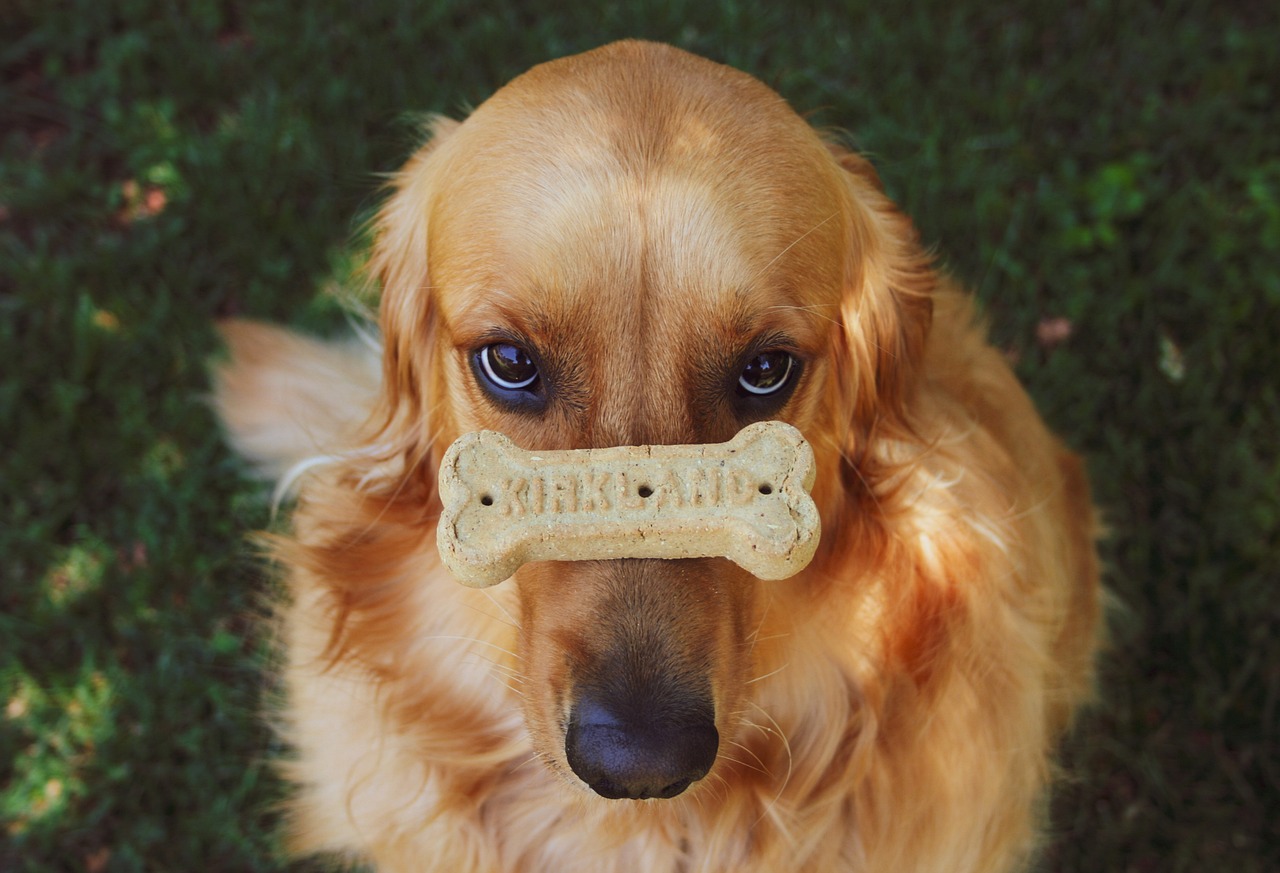 A golden retriever puppy outdoors, waiting for a biscuit treat