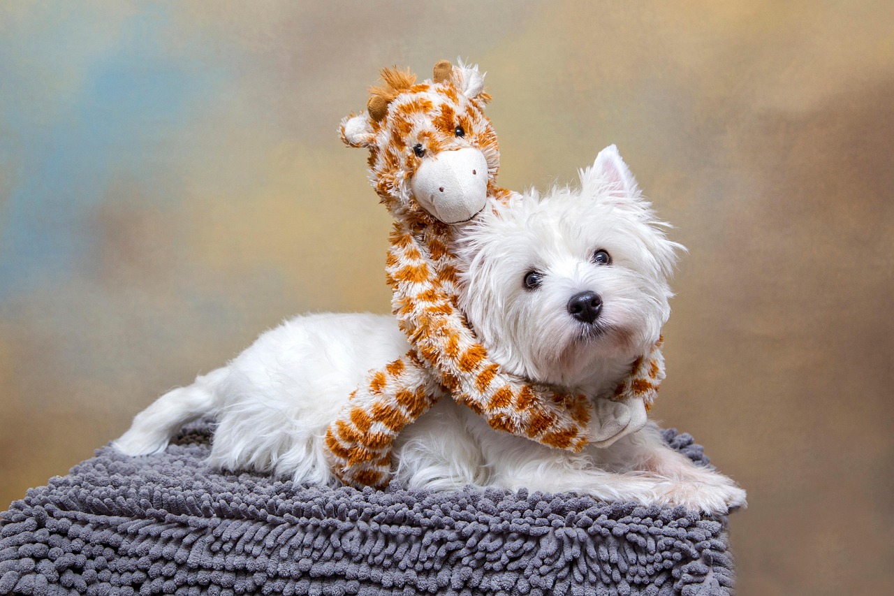 The Most Allergy-Prone Dog Breeds in Singapore (And How to Help Them)