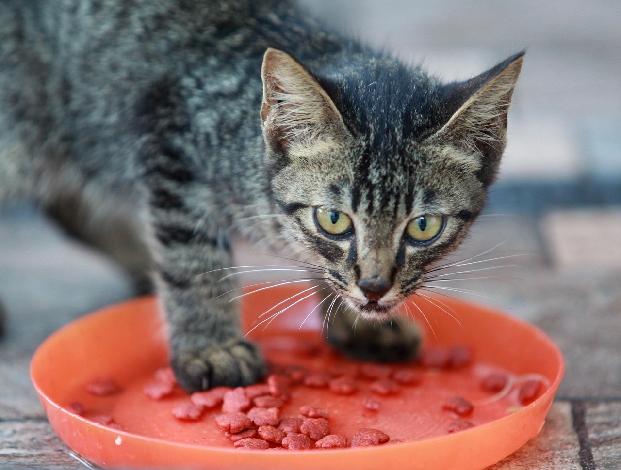 A domestic cat eating from a food bowl