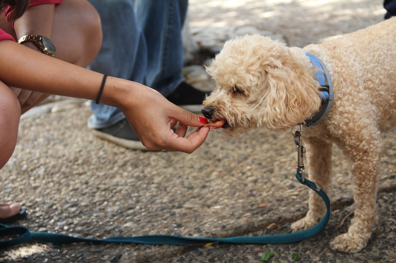 Where to Buy Novel Proteins for Dogs in Singapore (2026 Guide)