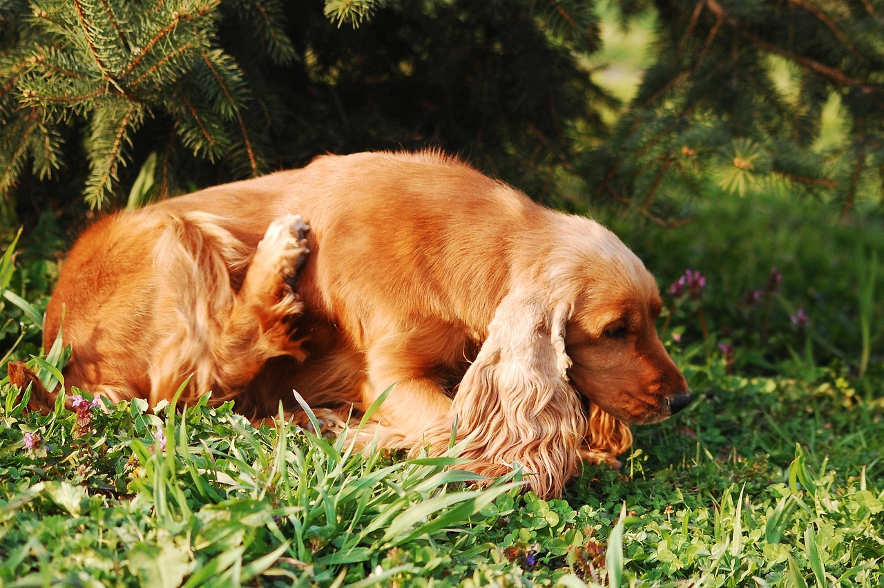 Why Novel Proteins Help Itchy Dogs (and How to Run a Food Trial)
